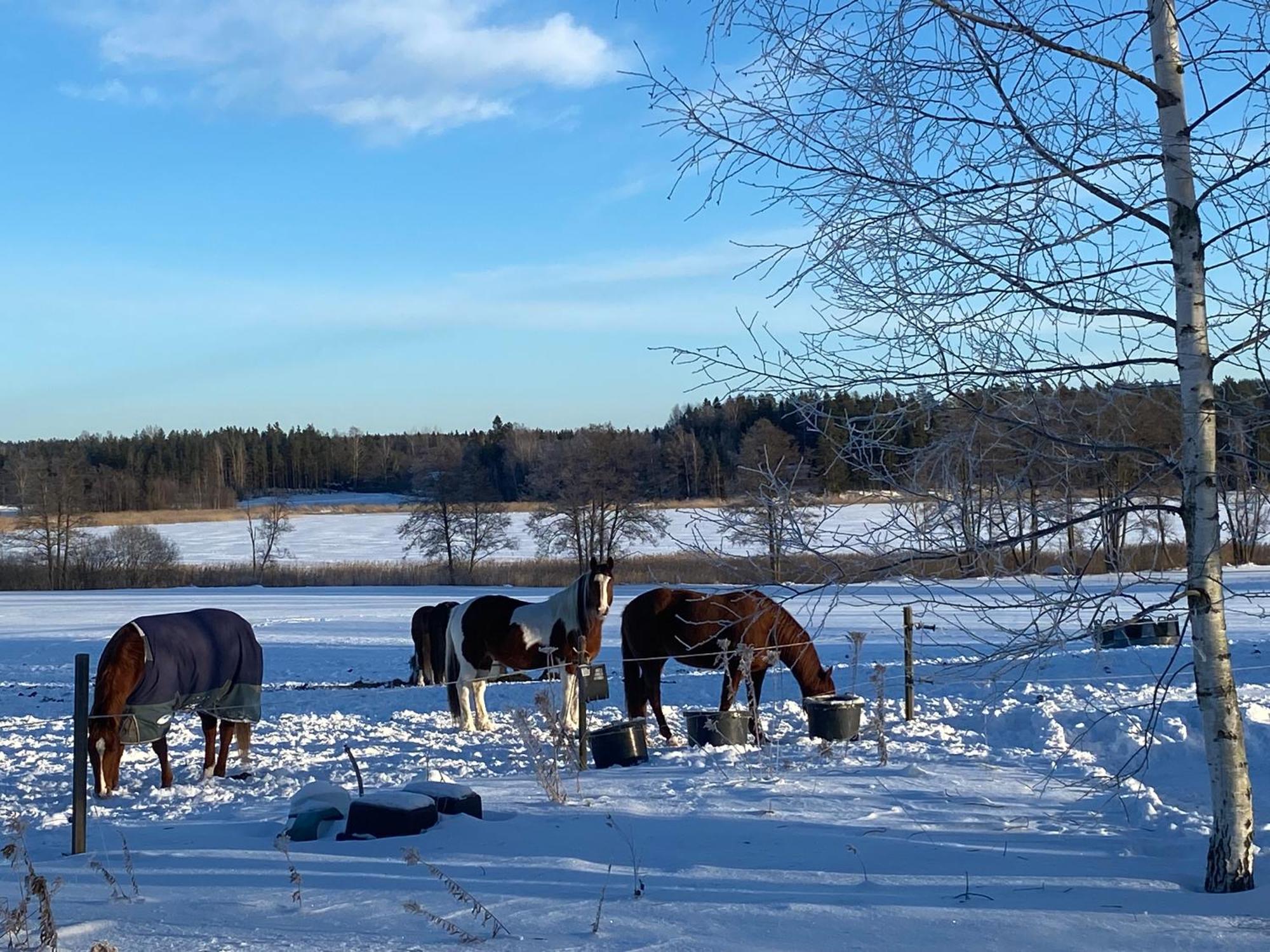Ulvsby Ranch Western Camp Карлстад Екстериор снимка