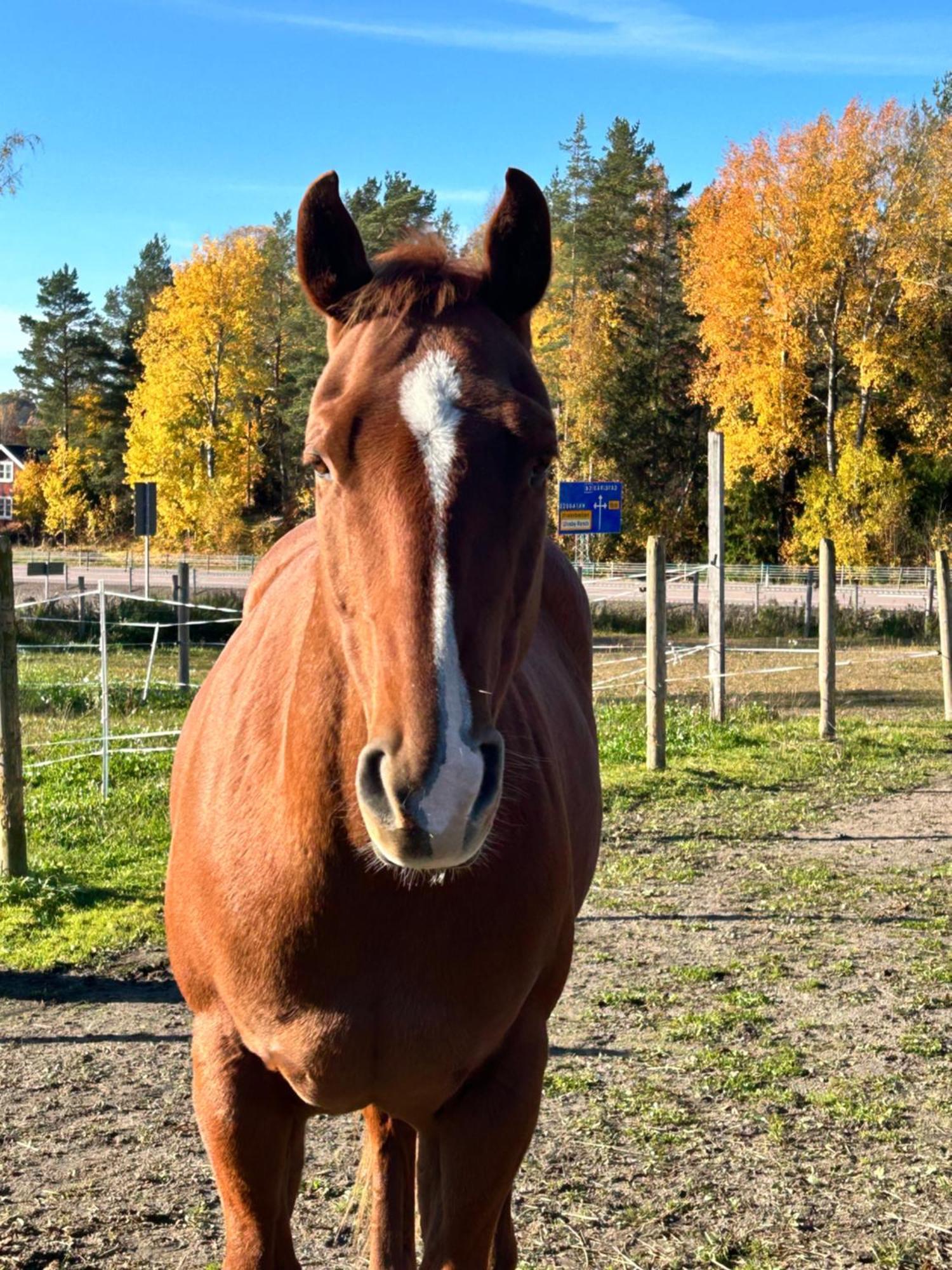 Ulvsby Ranch Western Camp Карлстад Екстериор снимка